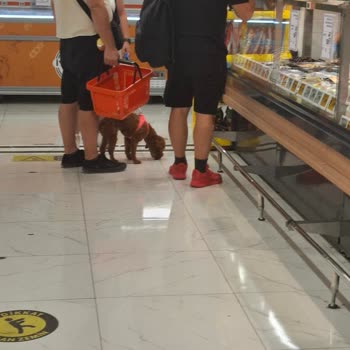 Migros Dalaman Şubesinde Köpek İçeriye Alınması Hijyen Kurallarını İhlal Ediyor