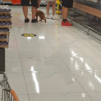 Migros Dalaman Şubesinde Köpek İçeriye Alınması Hijyen Kurallarını İhlal Ediyor