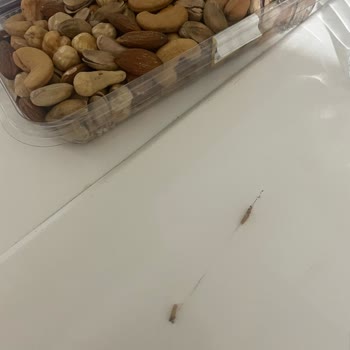 Raflarda Satılan Kuruyemiş Ürününde Örümcek Ağı Ve Kelebek Bulunması, Gıda Güvenliği İhlali