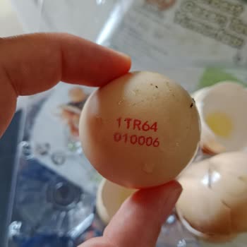 Süt Ve Yumurta Ürünlerinde Bozukluk Ve Soğuk Zincir İhlali