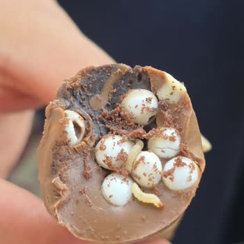 Ozmo Dondurmasında Çıkan Kurt Çocuk Sağlığını Tehdit Ediyor