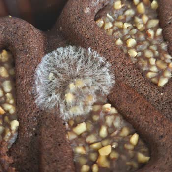 Eti Brownie Selection’da Beyaz Küf Sağlık Endişesi Yaratıyor