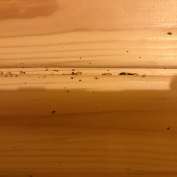Tahta Kurusu Ve Çalışmayan Tesisler