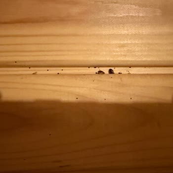 Tahta Kurusu Ve Çalışmayan Tesisler