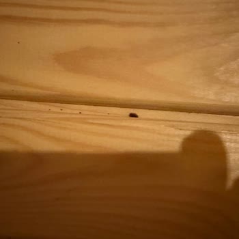 Tahta Kurusu Ve Çalışmayan Tesisler