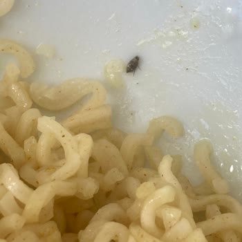 Dudomi Noodle’da Böcek Tespiti Hijyen İhlali