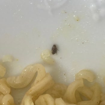 Dudomi Noodle’da Böcek Tespiti Hijyen İhlali
