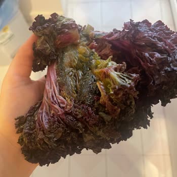 Bozulmuş Marul Ve Eksik Hindi Külbastı İçin İade Talebi