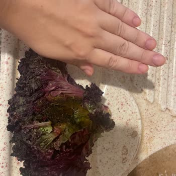 Bozulmuş Marul Ve Eksik Hindi Külbastı İçin İade Talebi