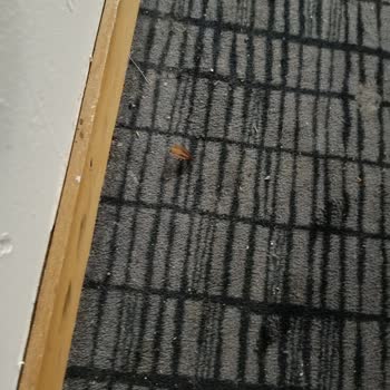 Tatilbudur Ladonia Kuşadası Otelinde Kirli Odalar Ve Hamam Böcekleri Sorunu
