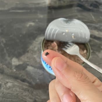 Pınar Balık Ton Balığında Siyah Pamuksu Parçalar Görüldü