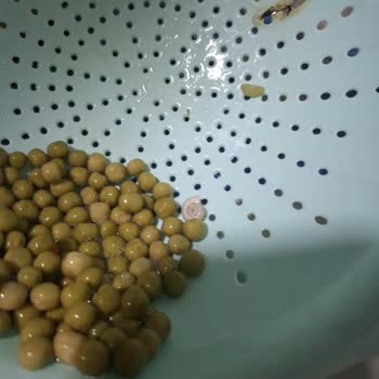 Yurdum Bezelye Konservesinde Salyangoz: Sağlık Riski Ve İade Talebi