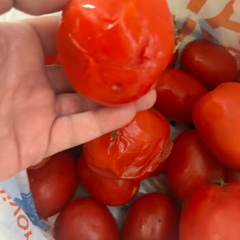 Migros Sanal Market’ten Çürük Rio Domates Teslimatı Ve Ücret İadesi Talebi