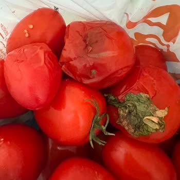 Migros Sanal Market’ten Çürük Rio Domates Teslimatı Ve Ücret İadesi Talebi