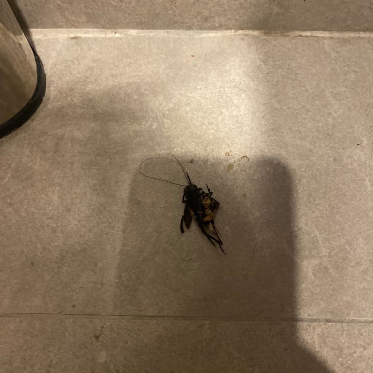 Odada Hamam Böceği, Hijyen Sorunları Ve Yetersiz Hizmet