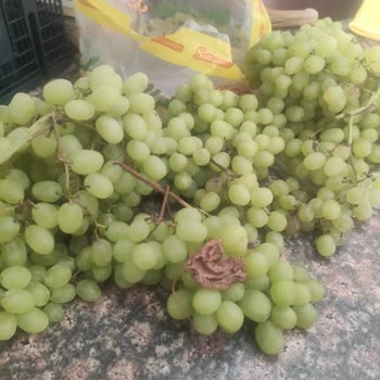 Çürük Ürünler Ve Geri Yüklenmeyen Puanlar