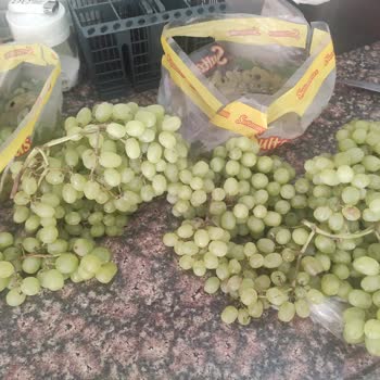 Çürük Ürünler Ve Geri Yüklenmeyen Puanlar