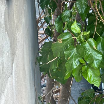 TurkNet’in İzinsiz Kablo Döşenmesi Bina Dış Cephelerine Zarar Verdi