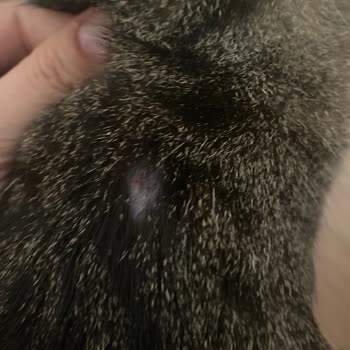 Petpal Kedi Maması Aşırı Kaşıntı Ve Tüy Dökülmesine Sebep Oldu