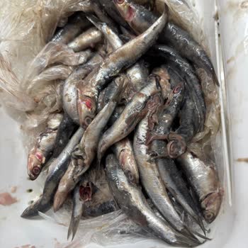 Migros Sanal Market'ten Bayat Ve Kötü Kokulu Balık Teslimatı