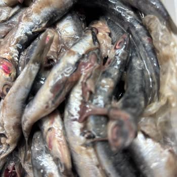 Migros Sanal Market'ten Bayat Ve Kötü Kokulu Balık Teslimatı