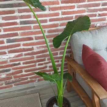 Vaat Edilen Alocasia XL Bitki Yerine Küçük Ve Sağlıksız Ürün