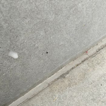 Villavillam'dan Monte 5 Villasında Bakımsız Klima Ve Karınca Sorunu