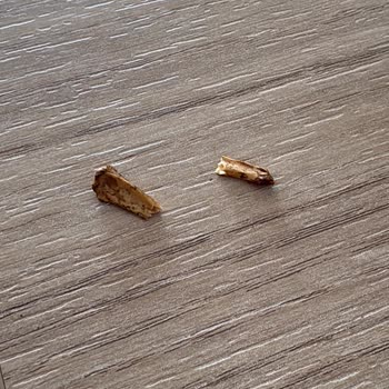 Kahve Çekirdeğinde Et Ve Kan Lekesi: Ciddi Gıda Güvenliği Sorunu