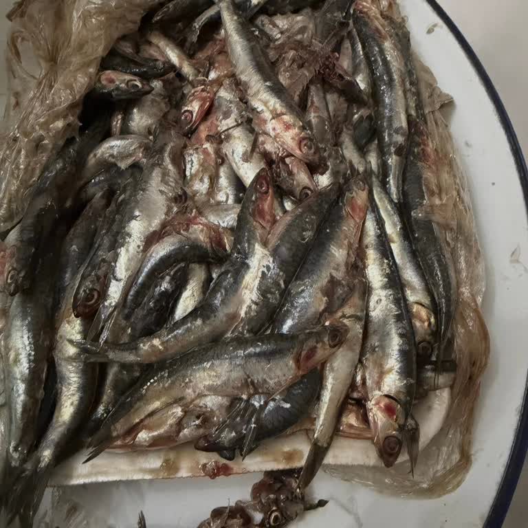 Migros Hamsi Ürünün Donmuş Ve Çözülmüş, Ezilmiş Olması Gıda Güvenliğine Aykırıdır