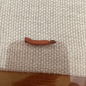 Tadelle Kakaolu Fındık Ezmesinde Plastik Parça Bulundu, Kalite Kontrol İstendi