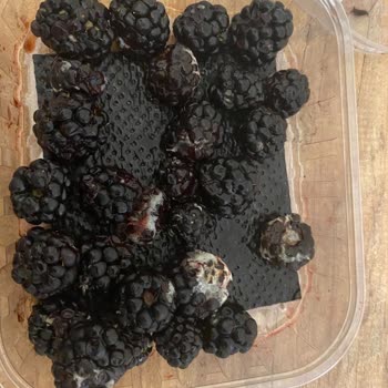 Küflü Böğürtlen Teslimatı: Sağlık Riski Ve Kalite Kontrol İhmalı