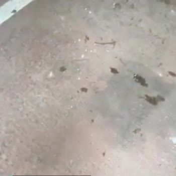 Pendik Belediyesi Hayvan Ve Halk Sağlığını Tehdit Eden Duruma Müdahale Etmemesi