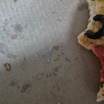 Pizza’da Kesici Yabancı Madde Tespiti