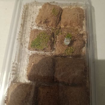 Küflü Ve Yanlış Baklava Üzerine Tam İade Talebi