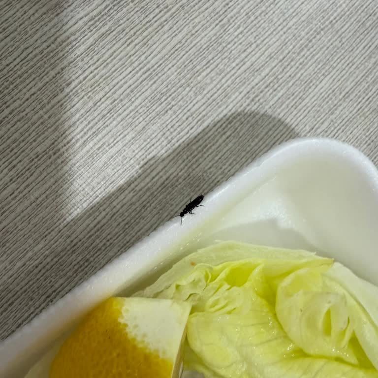 Yemeksepeti Çiğköfte İçinde Böcek Çıktı İade Reddi Hijyen Sorunu