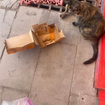 Şok Market Önünde Sokak Kedisi Beslenmesine Getirilen Uyarı Sonrası Yaşanan Büyük Hayal Kırıklığı