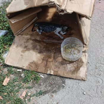 Kağıthane Belediyesi Hayvan Ambulansı İhmaline Bağlı Sokak Kedisi Ölümü