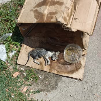 Kağıthane Belediyesi Hayvan Ambulansı İhmaline Bağlı Sokak Kedisi Ölümü