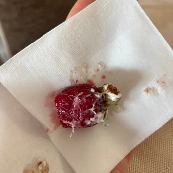 Kedi Tüyü İçeren Çilek Ve Umursamaz Personel Nedeniyle Otel İptali Ve Geciken İade