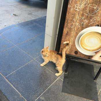 Opet’te 180 Gramlık Kedi Maması Fiyatı Makul Değil