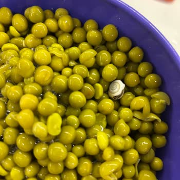 Konsere İçinde Salyangoz Bulmak Sağlık Endişesi Yaratıyor