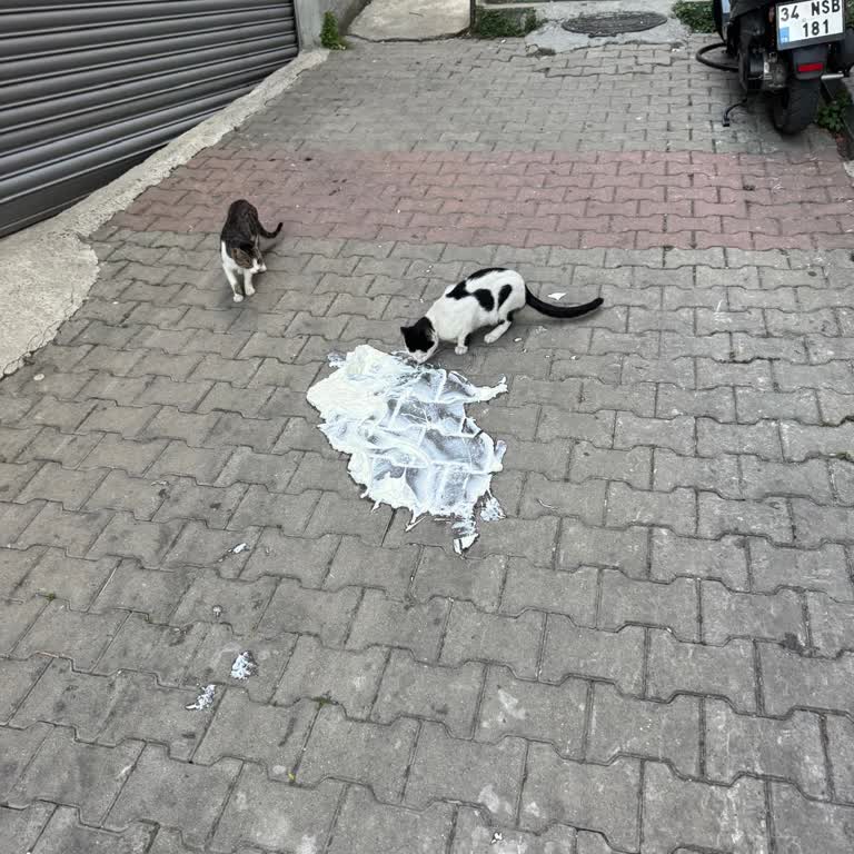 Yoğurt Düşürüldüğü İçin Teslim Edilmedi, Müşteri Hizmetleri Saygısız Davrandı