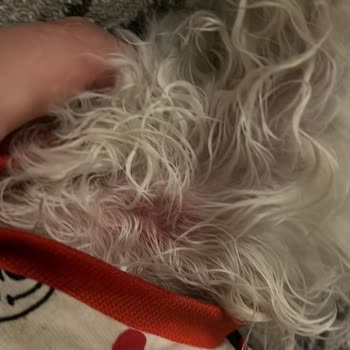Lucky Paws Pet Otel Dikkatsiz Ve Özensiz Çalışma Şekli