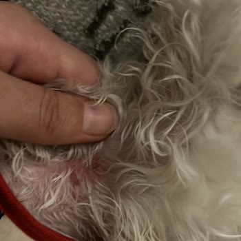 Lucky Paws Pet Otel Dikkatsiz Ve Özensiz Çalışma Şekli