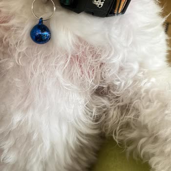Lucky Paws Pet Otel Dikkatsiz Ve Özensiz Çalışma Şekli