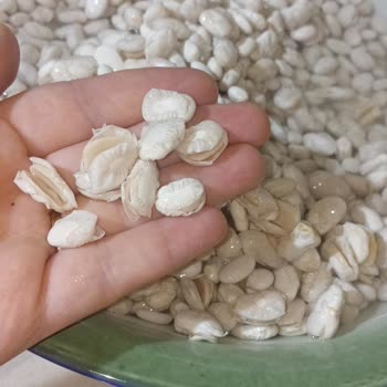 Duru Dermason Fasulyesinde Sürekli Kalite Sorunu