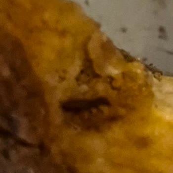 Snickers Chocolate Contains Insect Before Expiration Date