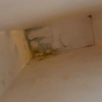 Pedigree Biscrok Dog Treats Found Moldy After Opening