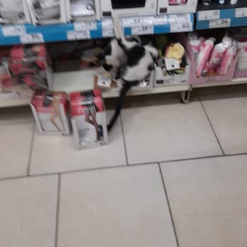A101 Bornova Şubesinde Kedi Beslenmesi Ve Hijyen İhlali