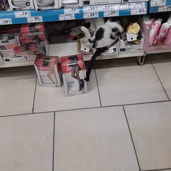 A101 Bornova Şubesinde Kedi Beslenmesi Ve Hijyen İhlali